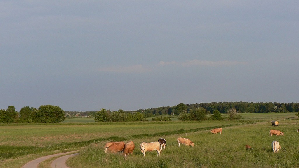 Zu dem Foto weiter oben eine Vierteldrehung weiter - ein friedliches Idyll mit Kälbchen und Schäfchenwolken...