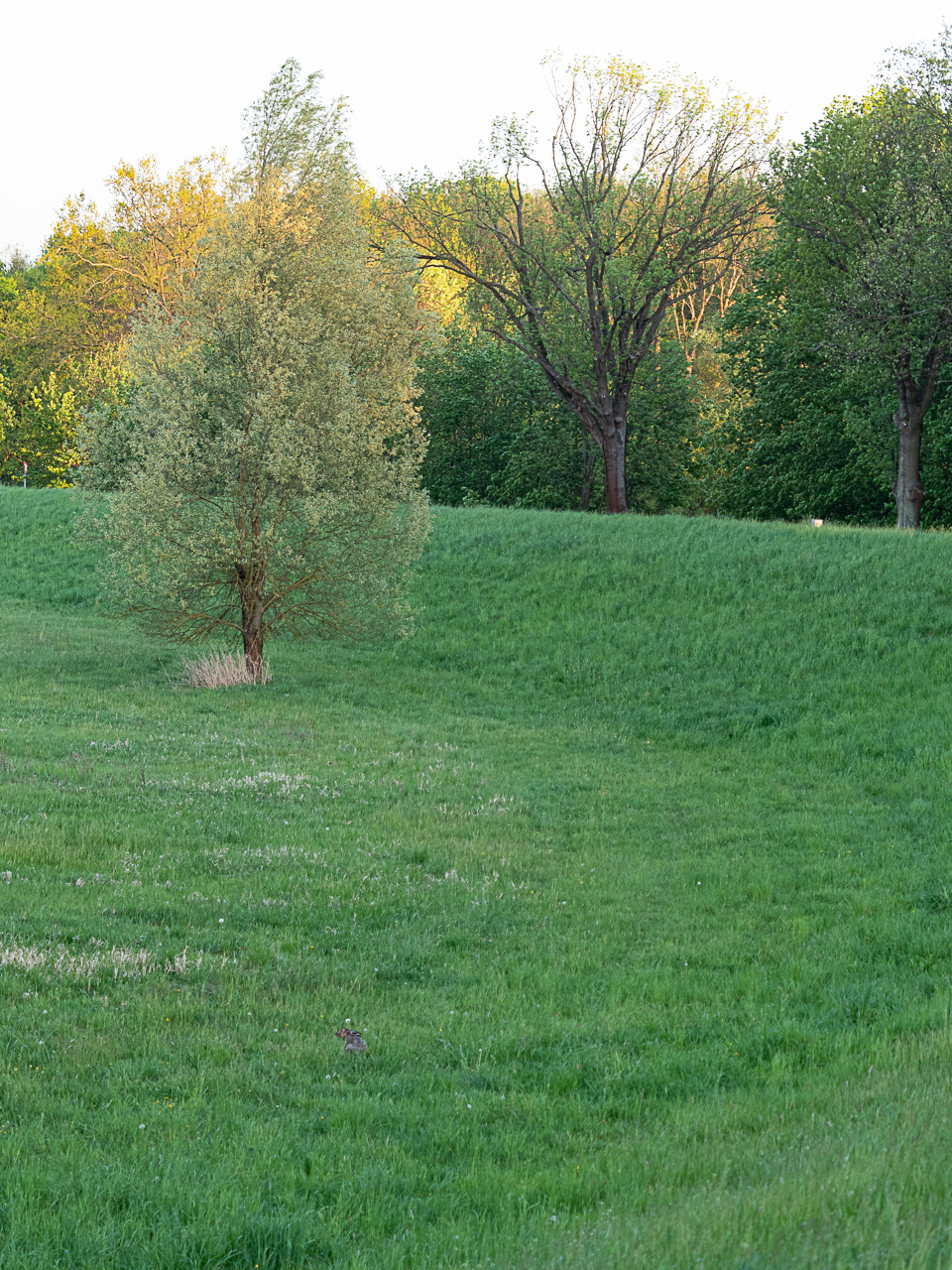 P4290168 1 Wendlander P4290168 1 Wendlander