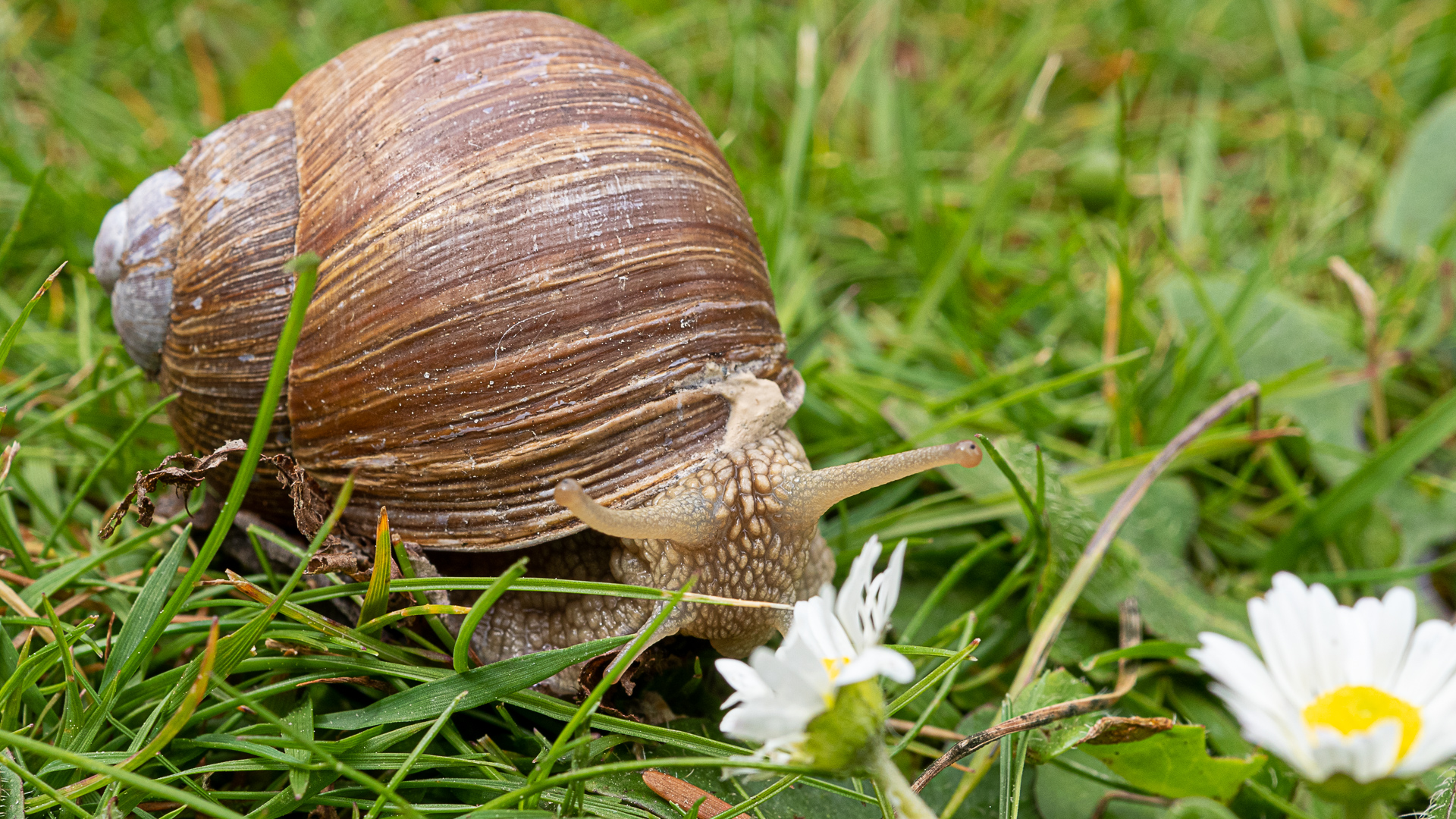 Schnecken auf die Pelle gerückt… – Wendlander